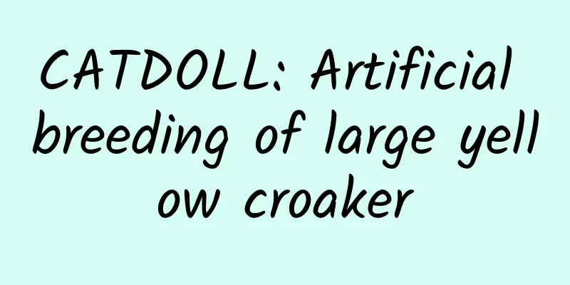 CATDOLL: Artificial breeding of large yellow croaker