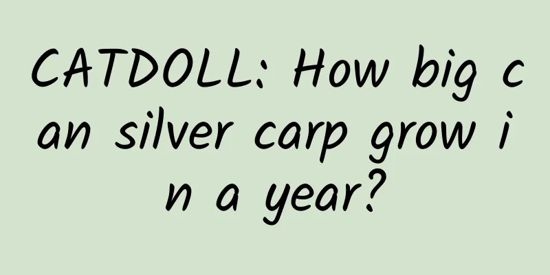 CATDOLL: How big can silver carp grow in a year?