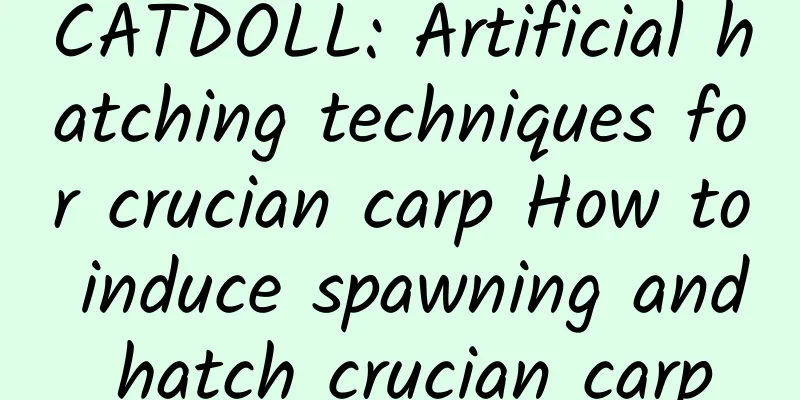 CATDOLL: Artificial hatching techniques for crucian carp How to induce spawning and hatch crucian carp