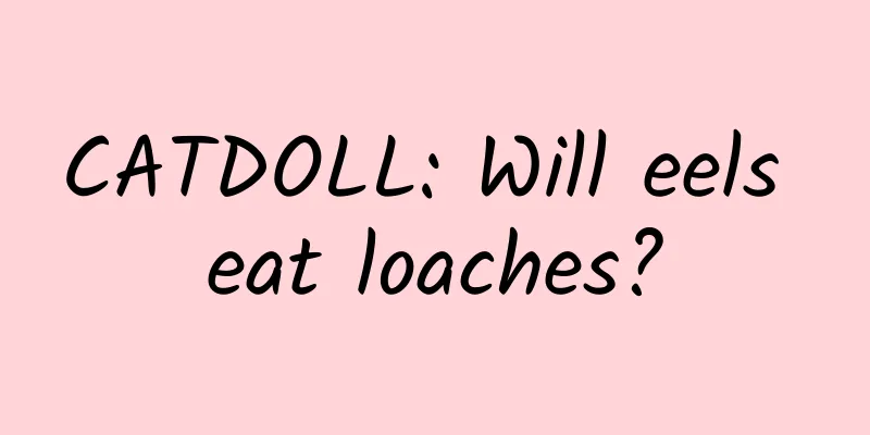 CATDOLL: Will eels eat loaches?