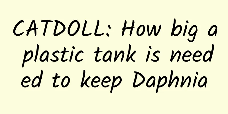 CATDOLL: How big a plastic tank is needed to keep Daphnia