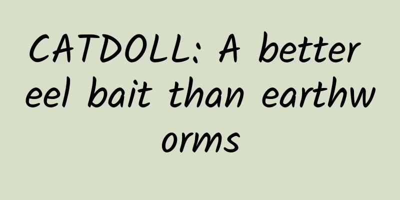 CATDOLL: A better eel bait than earthworms