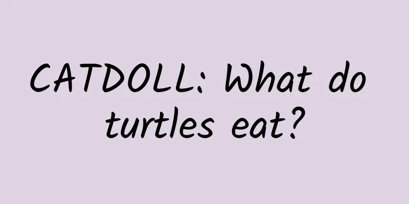 CATDOLL: What do turtles eat?