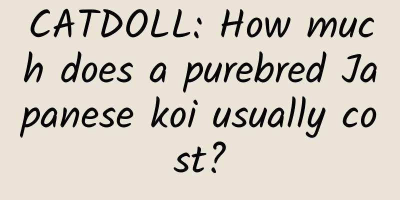 CATDOLL: How much does a purebred Japanese koi usually cost?