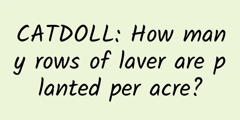 CATDOLL: How many rows of laver are planted per acre?