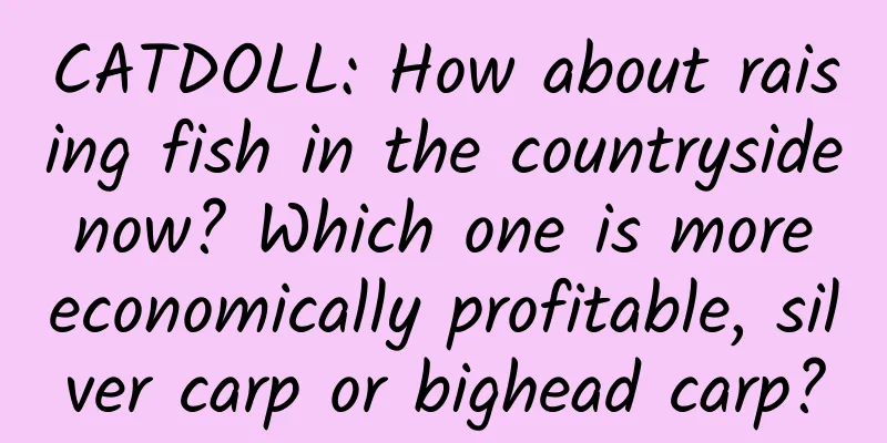 CATDOLL: How about raising fish in the countryside now? Which one is more economically profitable, silver carp or bighead carp?