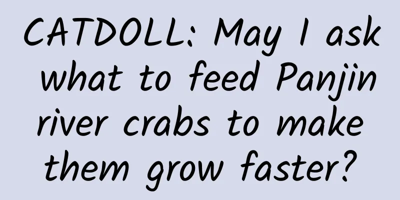 CATDOLL: May I ask what to feed Panjin river crabs to make them grow faster?