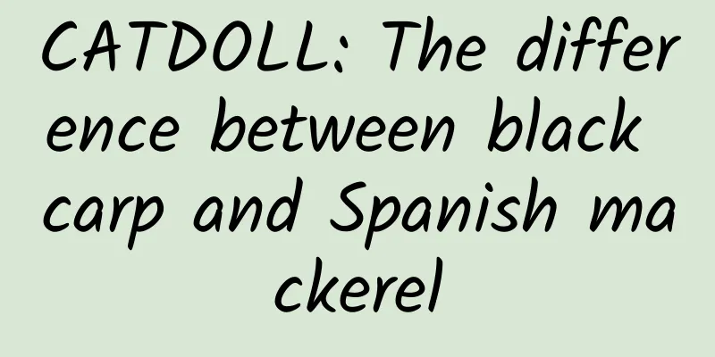 CATDOLL: The difference between black carp and Spanish mackerel