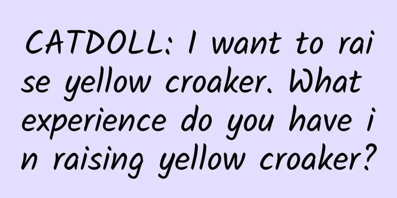 CATDOLL: I want to raise yellow croaker. What experience do you have in raising yellow croaker?