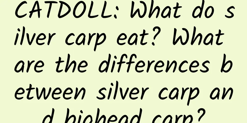 CATDOLL: What do silver carp eat? What are the differences between silver carp and bighead carp?