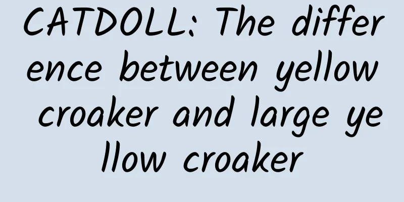 CATDOLL: The difference between yellow croaker and large yellow croaker