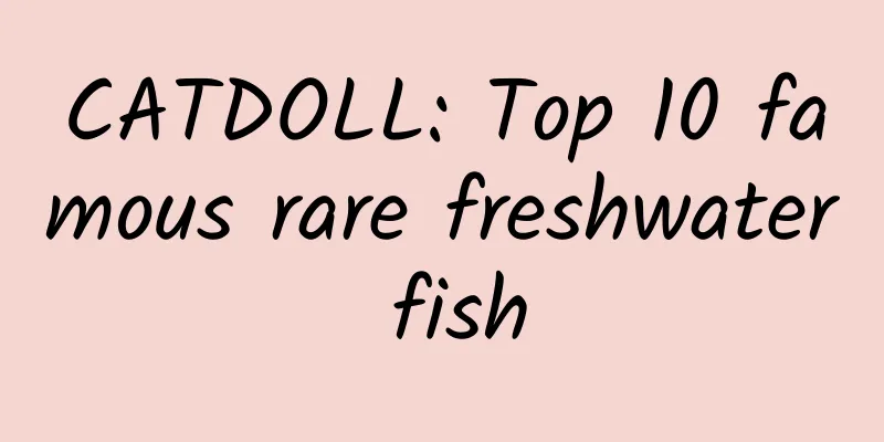 CATDOLL: Top 10 famous rare freshwater fish