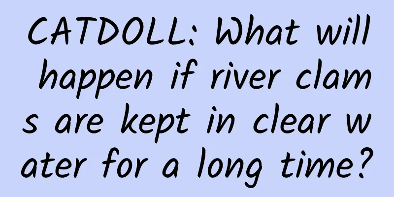 CATDOLL: What will happen if river clams are kept in clear water for a long time?