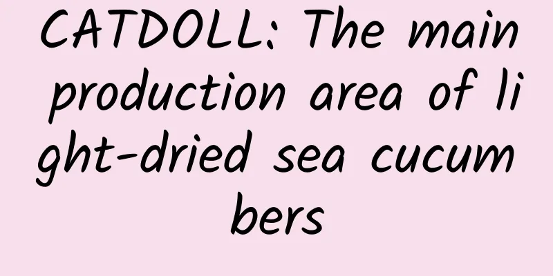 CATDOLL: The main production area of ​​light-dried sea cucumbers