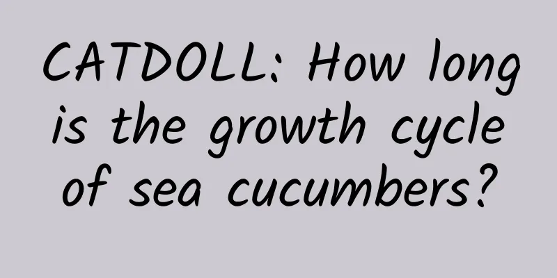 CATDOLL: How long is the growth cycle of sea cucumbers?