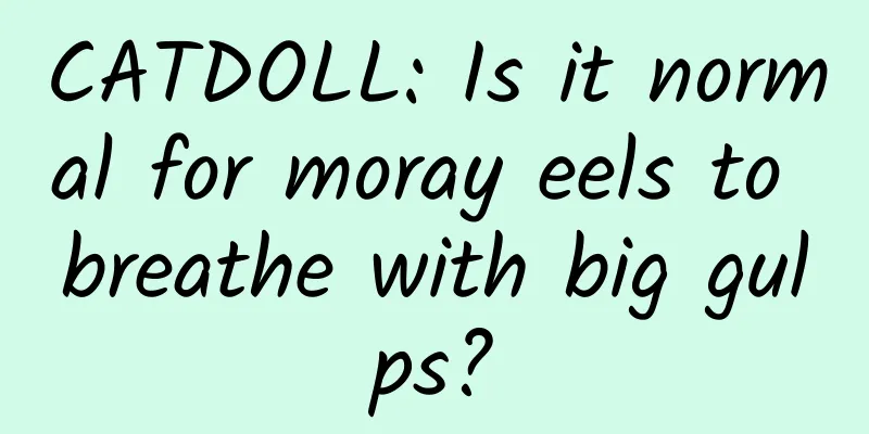 CATDOLL: Is it normal for moray eels to breathe with big gulps?
