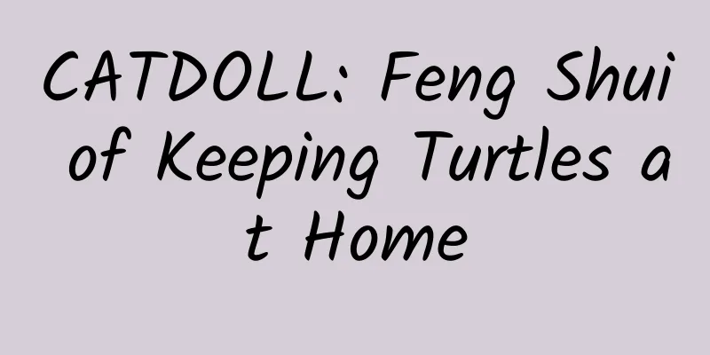 CATDOLL: Feng Shui of Keeping Turtles at Home