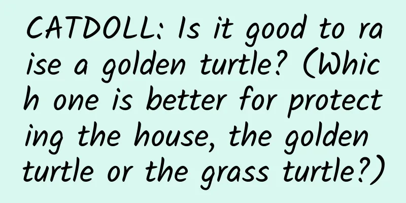CATDOLL: Is it good to raise a golden turtle? (Which one is better for protecting the house, the golden turtle or the grass turtle?)