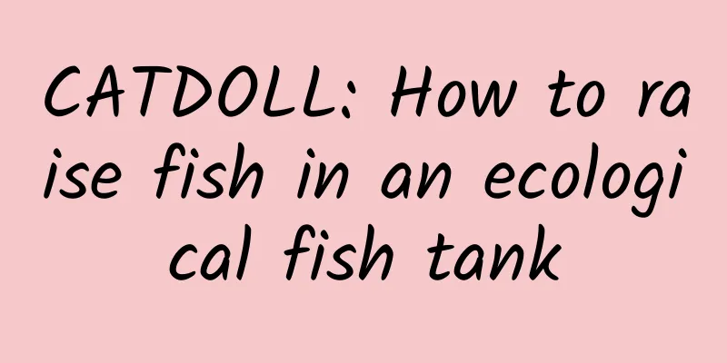 CATDOLL: How to raise fish in an ecological fish tank
