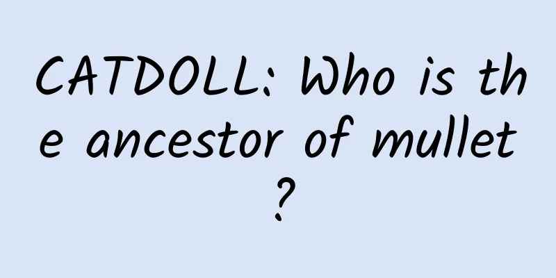 CATDOLL: Who is the ancestor of mullet?