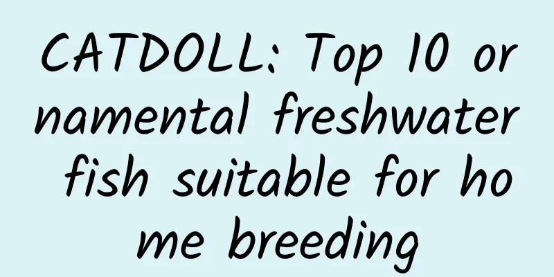CATDOLL: Top 10 ornamental freshwater fish suitable for home breeding