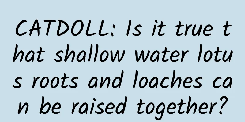 CATDOLL: Is it true that shallow water lotus roots and loaches can be raised together?