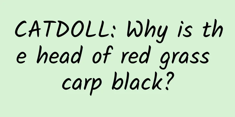 CATDOLL: Why is the head of red grass carp black?