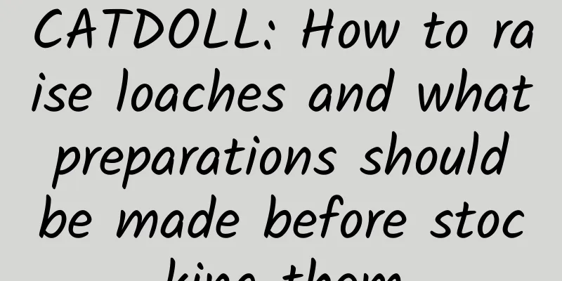 CATDOLL: How to raise loaches and what preparations should be made before stocking them