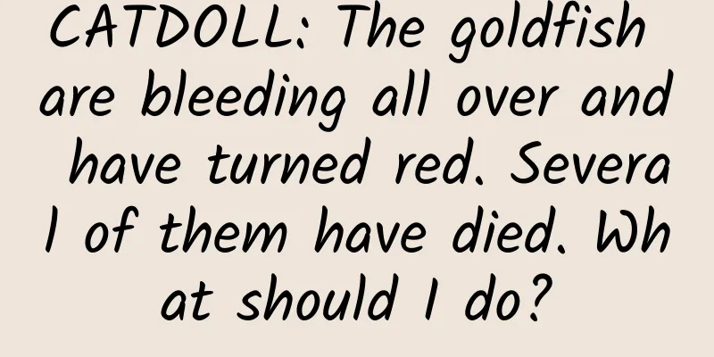 CATDOLL: The goldfish are bleeding all over and have turned red. Several of them have died. What should I do?