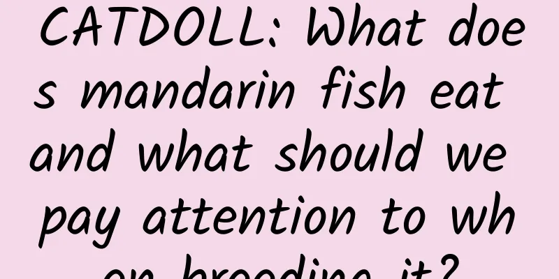 CATDOLL: What does mandarin fish eat and what should we pay attention to when breeding it?