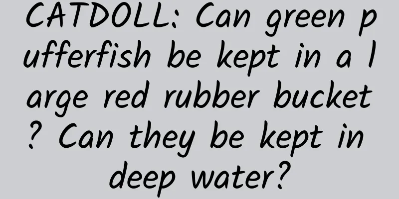 CATDOLL: Can green pufferfish be kept in a large red rubber bucket? Can they be kept in deep water?
