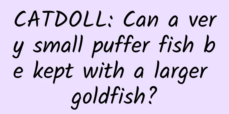 CATDOLL: Can a very small puffer fish be kept with a larger goldfish?