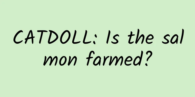 CATDOLL: Is the salmon farmed?