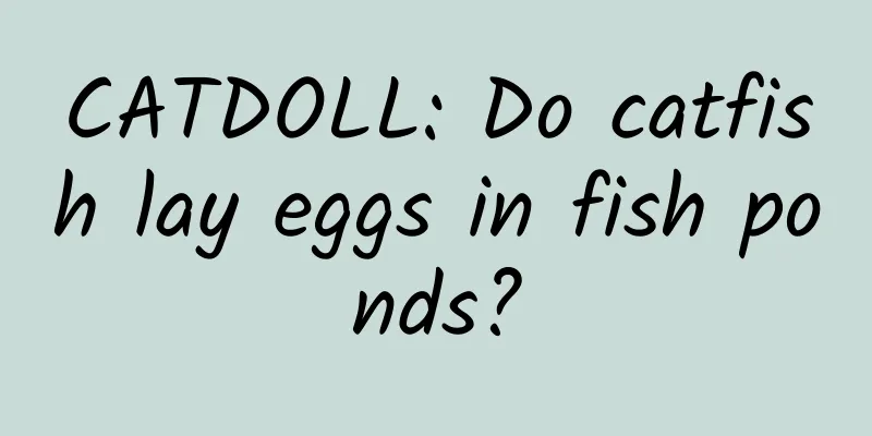 CATDOLL: Do catfish lay eggs in fish ponds?