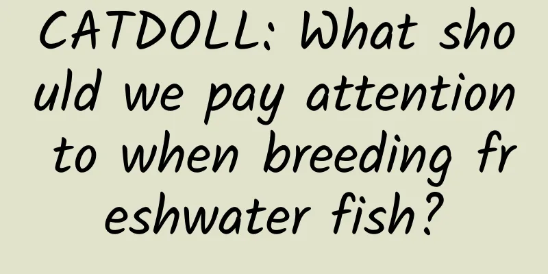 CATDOLL: What should we pay attention to when breeding freshwater fish?