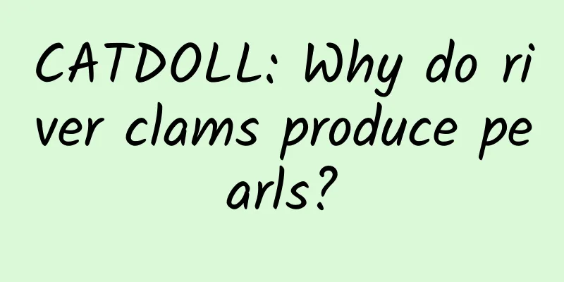 CATDOLL: Why do river clams produce pearls?