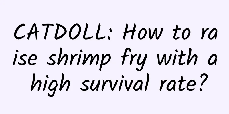 CATDOLL: How to raise shrimp fry with a high survival rate?