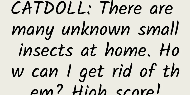 CATDOLL: There are many unknown small insects at home. How can I get rid of them? High score!