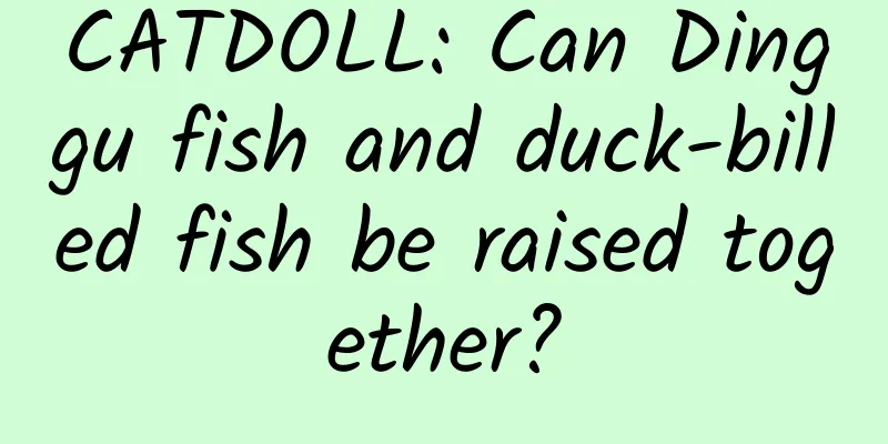 CATDOLL: Can Dinggu fish and duck-billed fish be raised together?