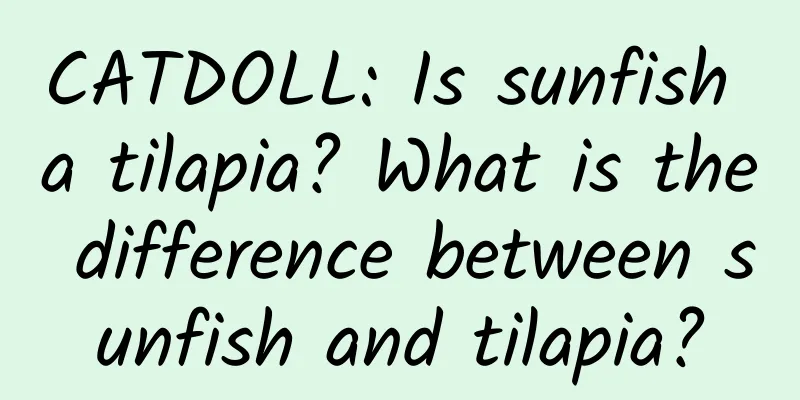 CATDOLL: Is sunfish a tilapia? What is the difference between sunfish and tilapia?