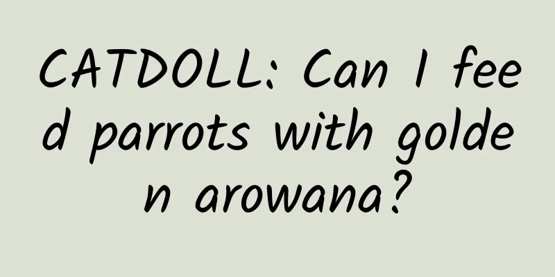 CATDOLL: Can I feed parrots with golden arowana?