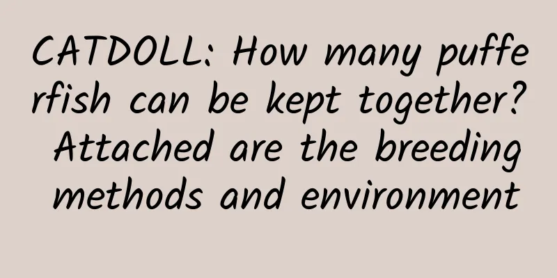 CATDOLL: How many pufferfish can be kept together? Attached are the breeding methods and environment