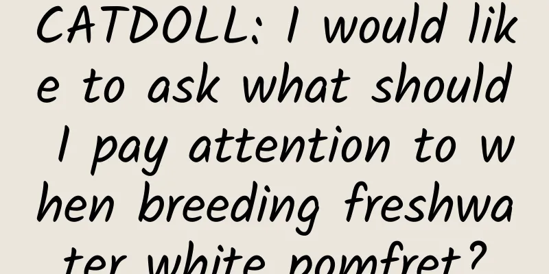 CATDOLL: I would like to ask what should I pay attention to when breeding freshwater white pomfret?
