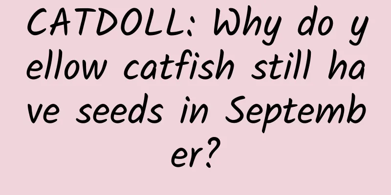CATDOLL: Why do yellow catfish still have seeds in September?
