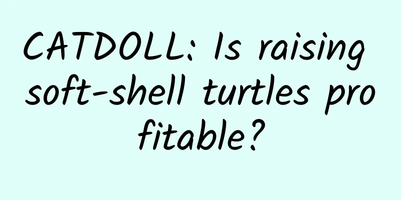 CATDOLL: Is raising soft-shell turtles profitable?