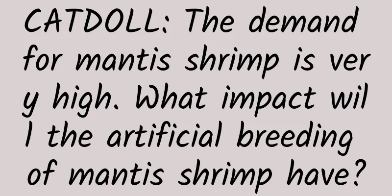CATDOLL: The demand for mantis shrimp is very high. What impact will the artificial breeding of mantis shrimp have?