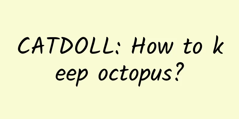 CATDOLL: How to keep octopus?