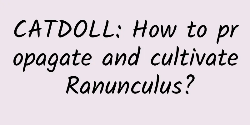 CATDOLL: How to propagate and cultivate Ranunculus?