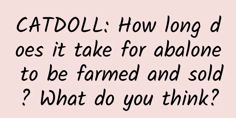 CATDOLL: How long does it take for abalone to be farmed and sold? What do you think?