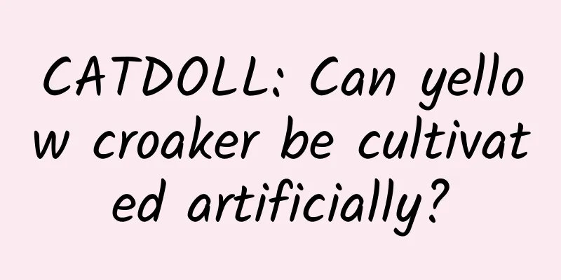 CATDOLL: Can yellow croaker be cultivated artificially?